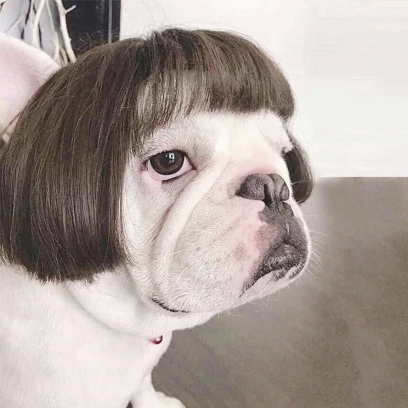 Pelucas para mascotas, pelo rizado, pelo liso, suministros para mascotas, accesorios para Halloween, gato