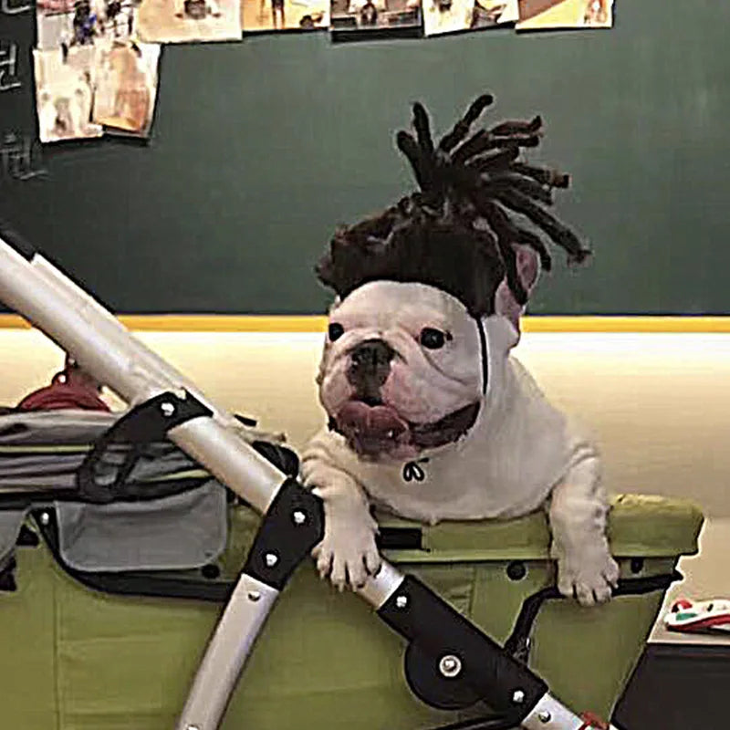 Pelucas para mascotas, pelo rizado, pelo liso, suministros para mascotas, accesorios para Halloween, gato